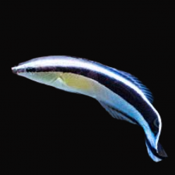 청소놀래기 Cleaner wrasse(Labroides dimidiatus)