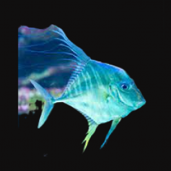실전갱이 Thredfin pompano(Alectis ciliaris)