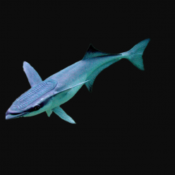 빨판상어 Live sharksucker(Echeneis naucrates)
