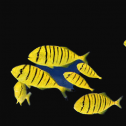 골든트라발리 Golden trevally(Gnathanodon speciosus)