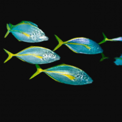화이트 트라발리 White trevally
