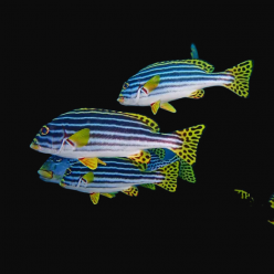 오리엔탈스위트립 Oriental sweetlip(Plectorhinchus vittatu)