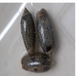 올리브 고둥 Olive snails(Oliva Sp.)