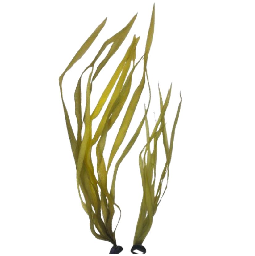 Laminaria-60CM~200CM (KP002)-인조켈프-원아쿠아