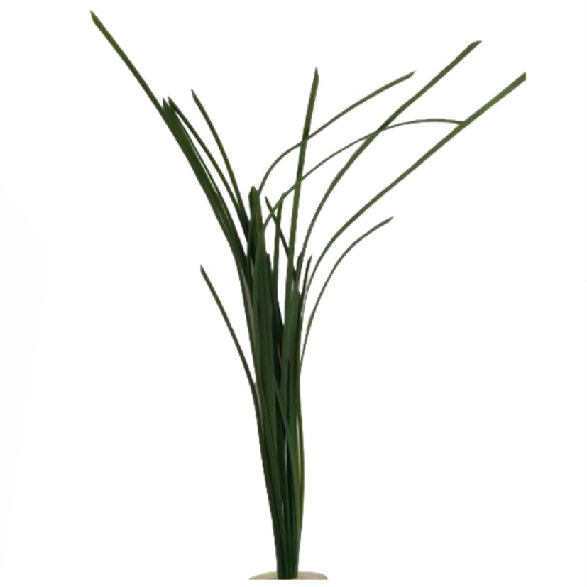 sea grass (KP007S, KP007L)-인조켈프-원아쿠아