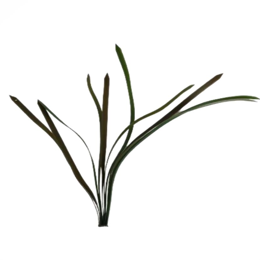 sea grass (KP008S, KP008L)-인조켈프-원아쿠아