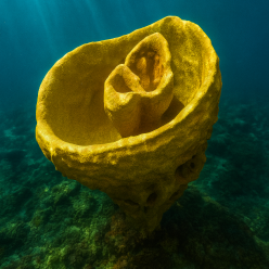 인조산호-29x32X33cm (H-VT048)-인조산호-원아쿠아