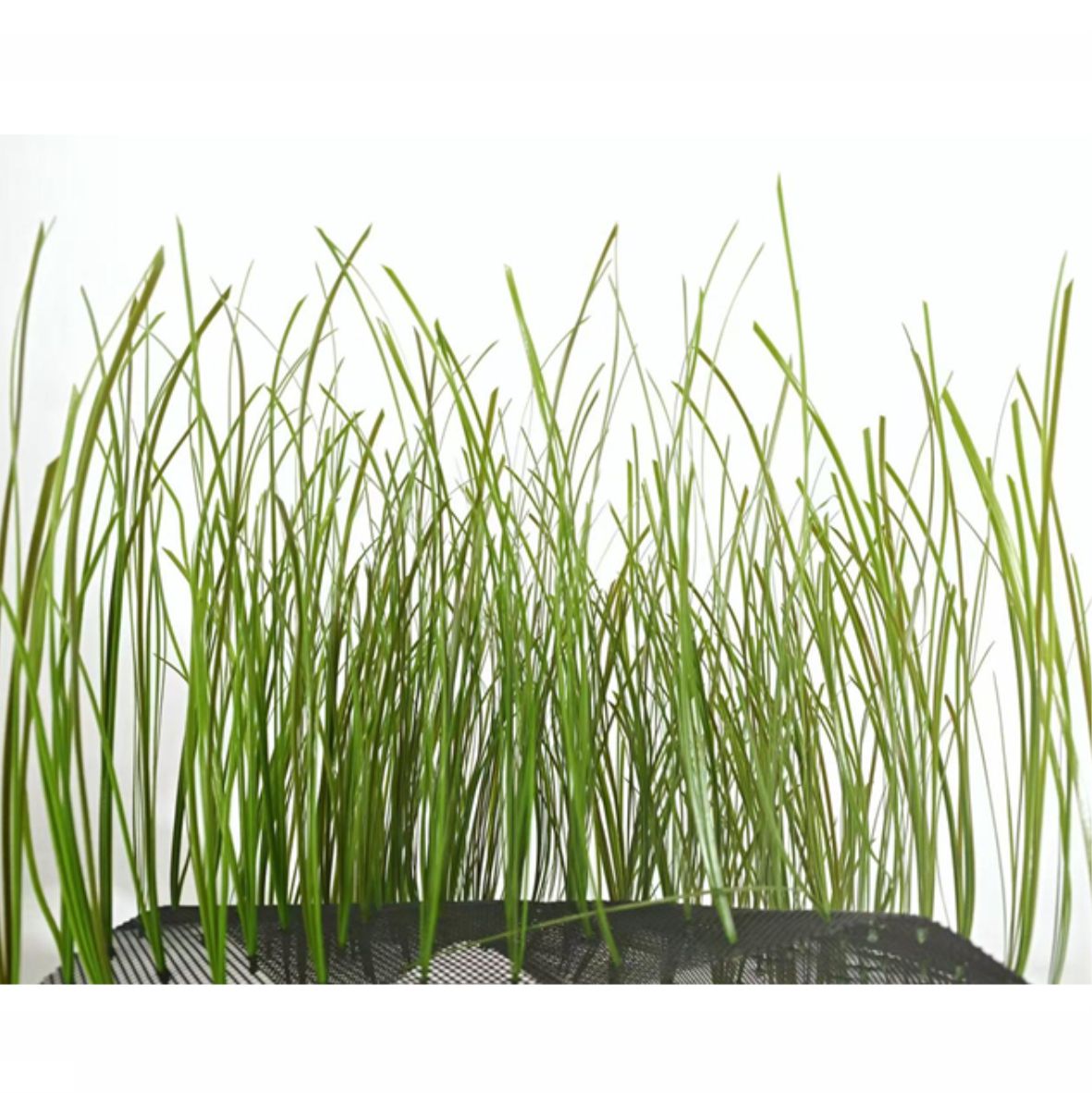 sea grass (KP030) 50 x 50 x 30cm-인조켈프-원아쿠아