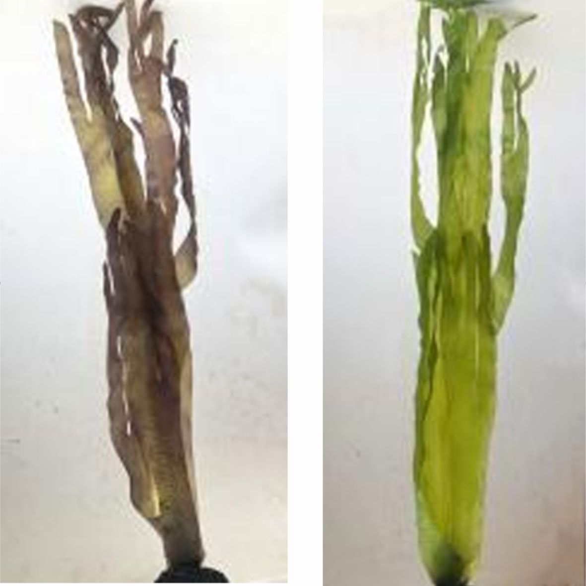 Laminaria (KP016) 80cm, 150cm-인조켈프-원아쿠아