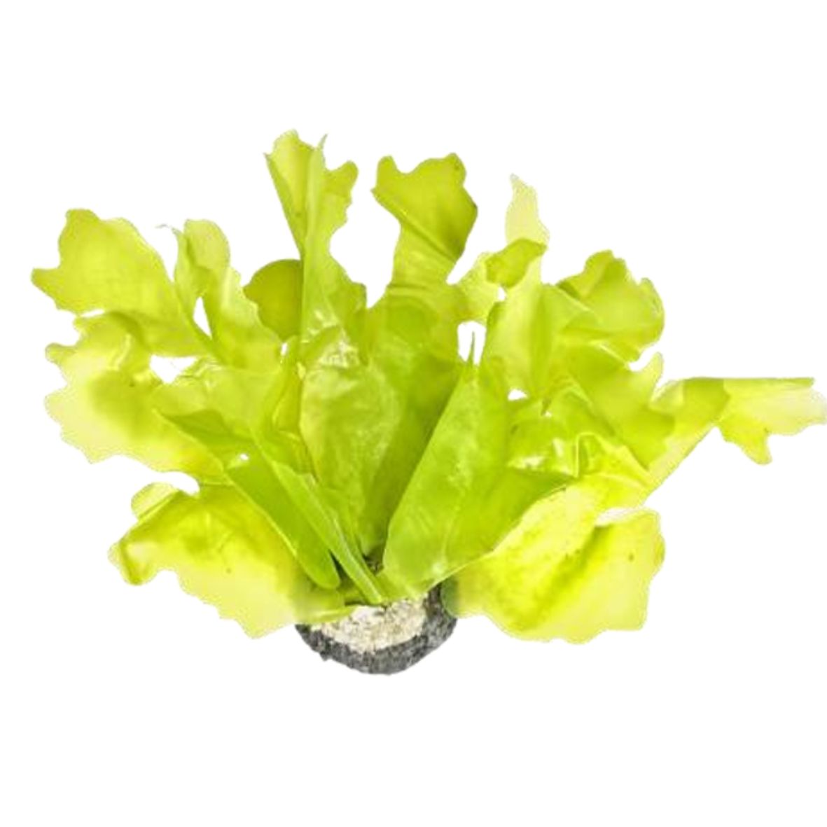SEA LETTUCE (KP022) 32cm-인조켈프-원아쿠아