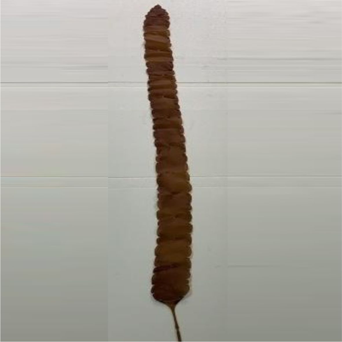 KELP (KP024) 180cm-인조켈프-원아쿠아