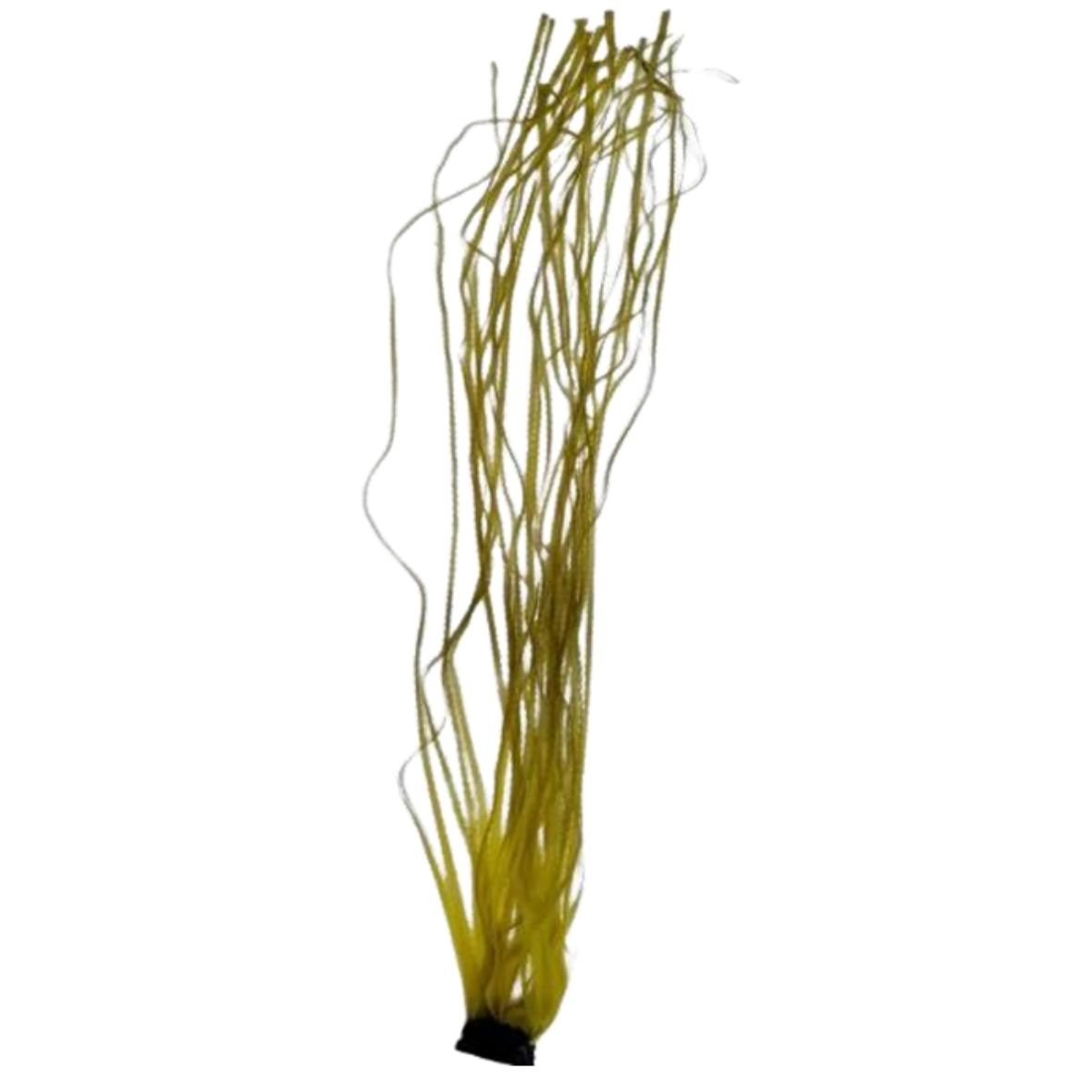 Enteromorpha clathrata (KP027) 50cm, 100cm-인조켈프-원아쿠아
