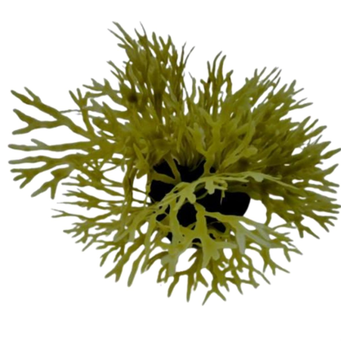 yellow algae (DYP002) 20 x 20 x 12cm-인조켈프-원아쿠아