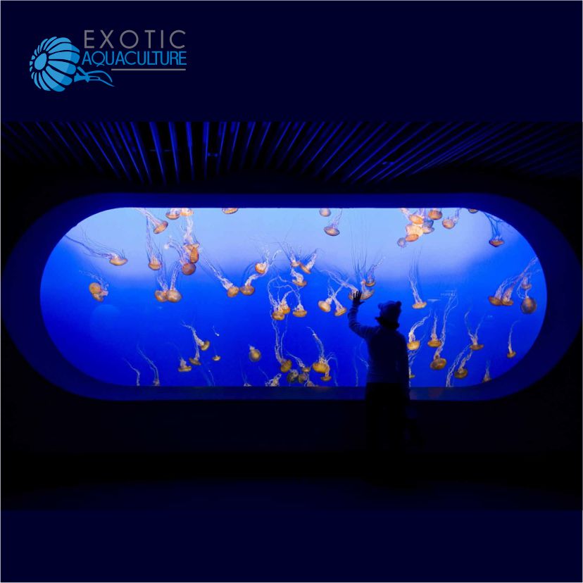 해파리 전시 수조-Exotic Aquaculture
