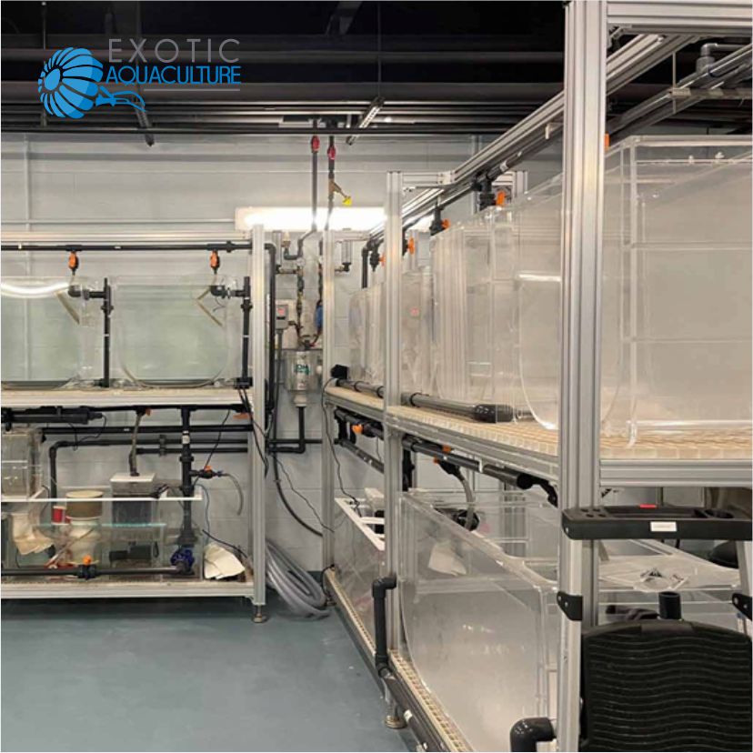 해파리 사육 시스템-Exotic Aquaculture