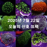 2025년 07월 22일-오늘의 산호 프랙-전화문의-원아쿠아