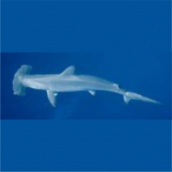Scalloped  hammerhead shark (Sphyrna lewini) below 100cm