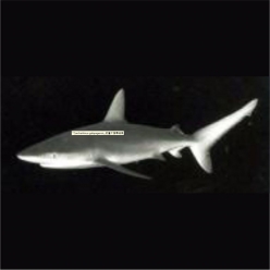 Galapagos shark (Carcharhinus  galapagensis)  80~100cm