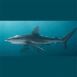 Dusky shark ( Carcharhinus obscurus)  80~100cm