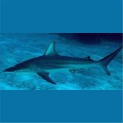 Blacktip shark (Carcharhinus limbatus)  80~100cm