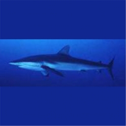 Spinner shark (Carcharhinus  brevipinna)  80~100cm