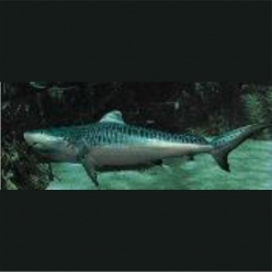 Tiger shark (Galeocerdo cuvier)  below 100cm