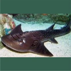 bowmouth  guitarfish (Rhina ancylostoma)