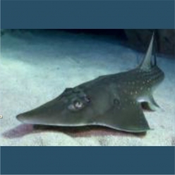 Giant guitarfish (Rhynchobatus  djiddensis)
