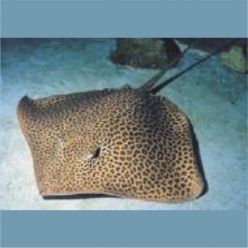 Honeycomb  stingray (Himantura uarnak) 150~180cm