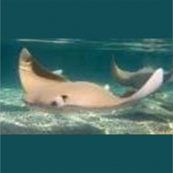 Cownose ray (Rhinoptera javanica) 60~80cm