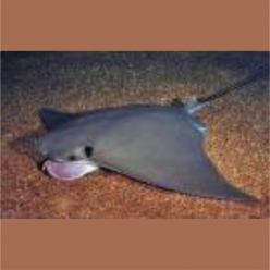 Cownose ray (Rhinoptera bonasus)  101~120cm
