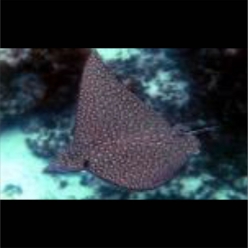 Spotted eagle ray ( Aetobatus ocellatus)   70~100cm