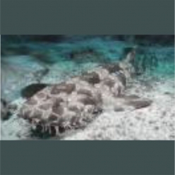 Japanese  wobbegong (Orectolobus japonicus)  80~120cm