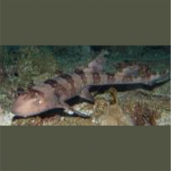 Whitespotted  bambooshark (Chiloscyllium  plagiosum) 40~60cm