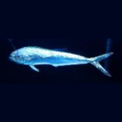 Dolphin fish (Coryphaena hippurus)  40~80cm