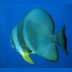 batfish (Platax spp.)  30~40cm