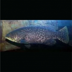 Giant grouper ( Epinephelus lanceolatus)  80~100cm