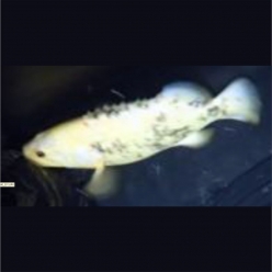 koi grouper ( Epinephelus  fuscoguttatus x  Epinephelus lanceolatus)   40~60cm