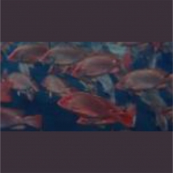 Red snapper (Lutjanus malabaricus x  Lutjanus sebae)  20~30cm