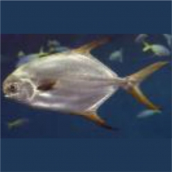 Pompano (Trachinotus blochii)  20~30cm