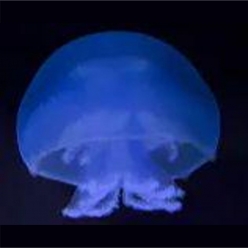 Blue cannonball jellyfish (stomolophus meleagris)