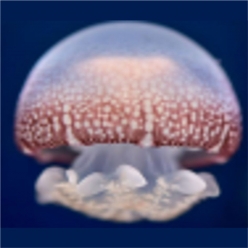 Red cannonball jellyfish (stomolophus sp.)