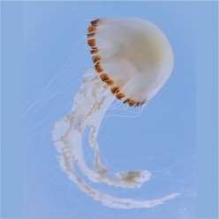 chinensis sea nettle (chrysaora chinensis)