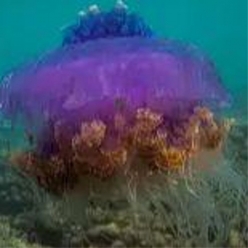 crown jellyfish (cephea cephea)