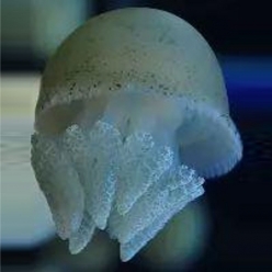 spotted blubber (catostylus townsendi)