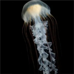 JP pacific sea nettle (chrysaora helvola)