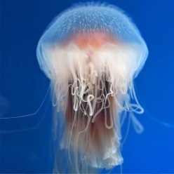 red Lion mane (cyanea capillata)