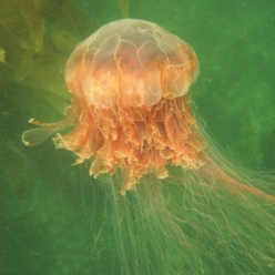Atlantic Lion mane (cyanea fulva)