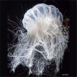 ghost Lion mane (cyanea nozakii)