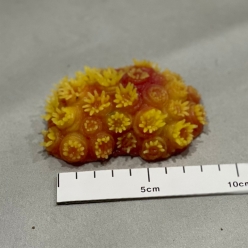 썬폴립-14x10x6cm (SH002)-B9-인조산호-원아쿠아